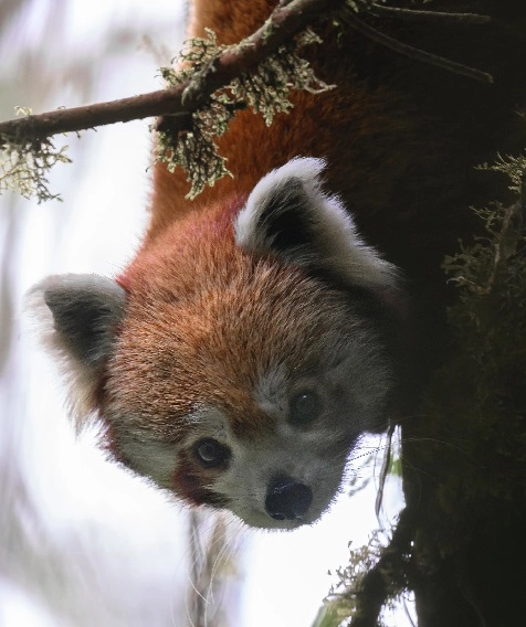 Red Panda Outpost - Mountain views and accommodation